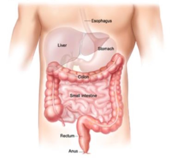 Stoma Care  Wound  Stoma Clinic