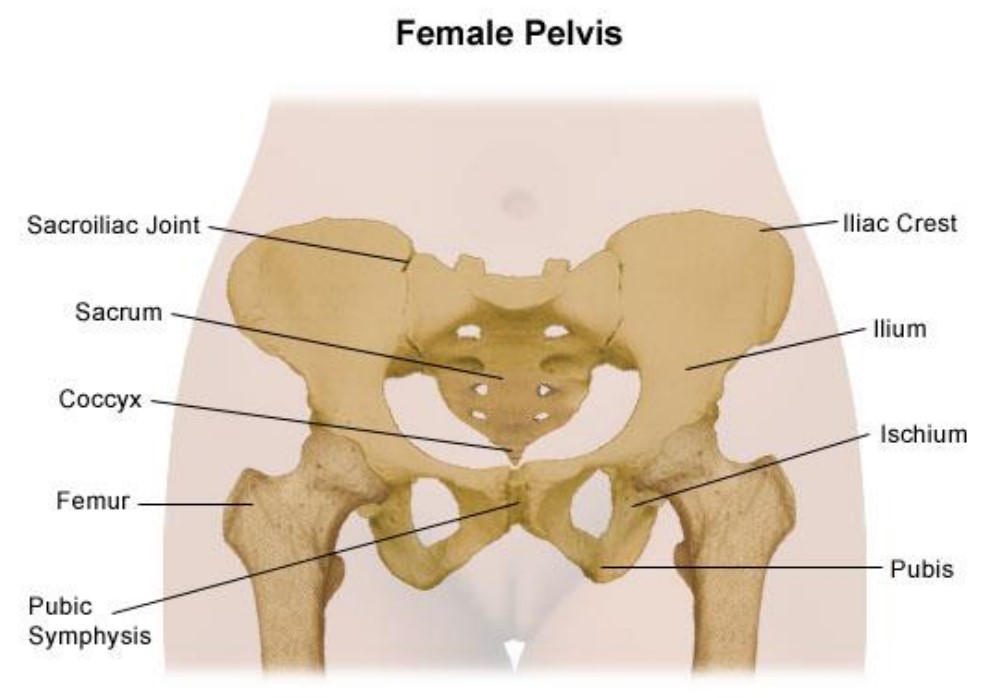 Back and Pelvic Girdle Pain in Pregnancy Advice and Exercise