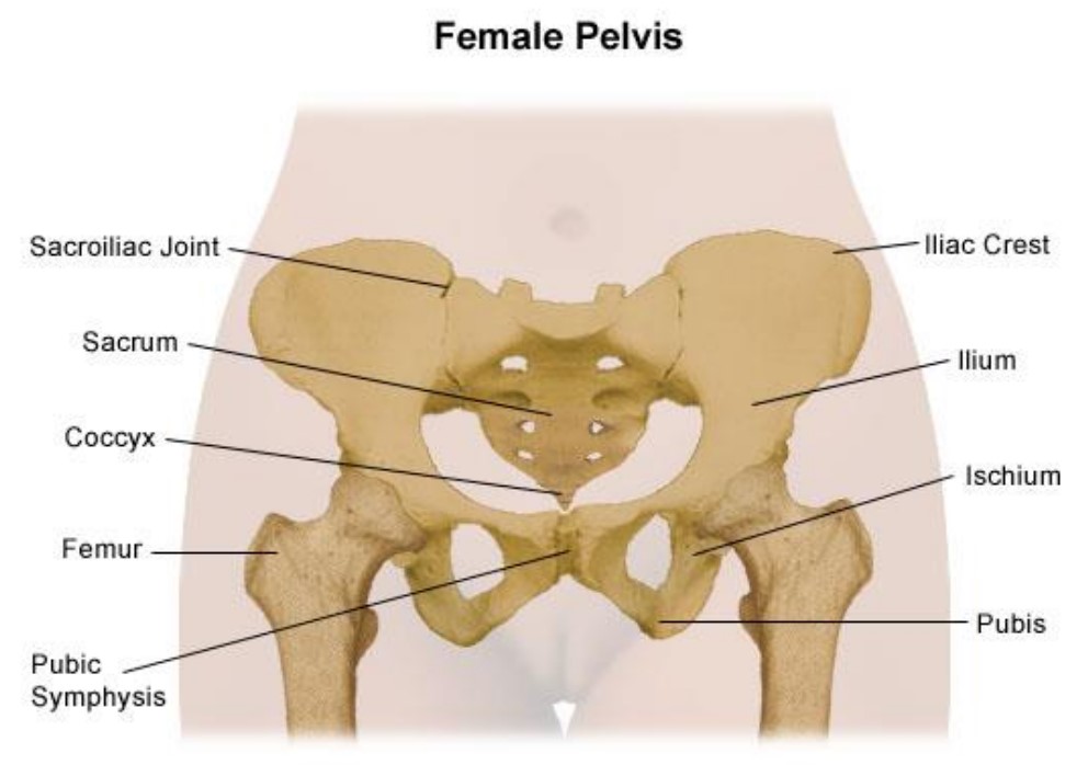 Back and Pelvic Girdle Pain in Pregnancy Advice and Exercise - Milton  Keynes University Hospital