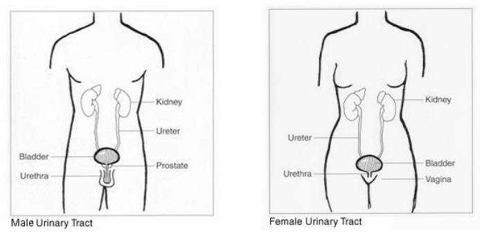 Five Types of Male Catheters: Intermittent Catheter Use