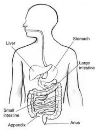 appendix pain in children