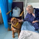 Therapy dog Ted pic